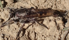 Triorla interrupta