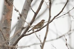 Emberiza pusilla