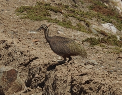 Tinamotis pentlandii