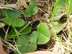 Dorstenia brasiliensis