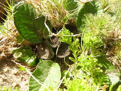Dorstenia brasiliensis