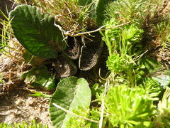 Dorstenia brasiliensis