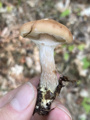 Armillaria