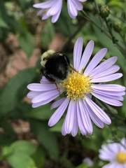 Bombus impatiens