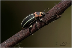 Eudiagogus episcopalis