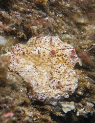 Polyclinum marsupiale