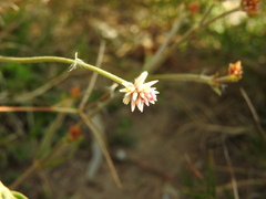 Pfaffia tuberosa