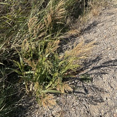Panicum miliaceum