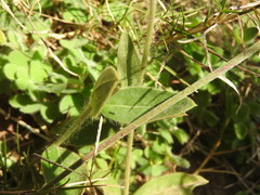 Pfaffia tuberosa