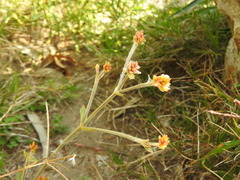 Pfaffia tuberosa