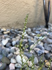 Salsola collina