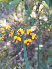 Daviesia wyattiana