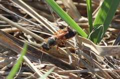 Cerceris bicornuta