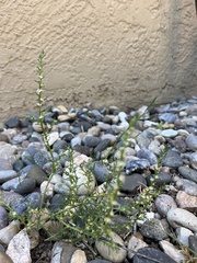 Salsola collina