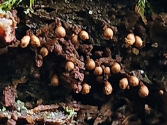 Arcyriaceae