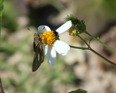 Panoquina panoquin