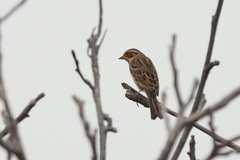 Emberiza pusilla