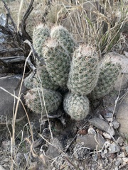 Escobaria tuberculosa