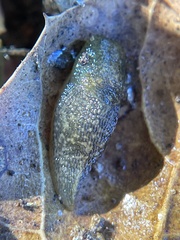 Limacus