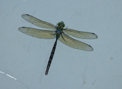 Gynacantha