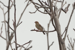 Emberiza pusilla