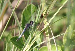 Erythrodiplax minuscula