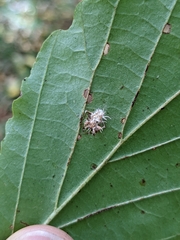 Gibellula