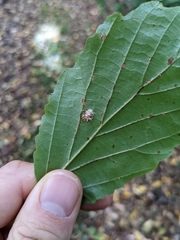 Gibellula