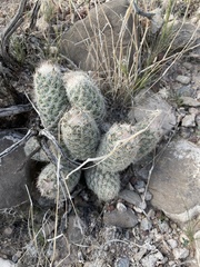 Escobaria tuberculosa