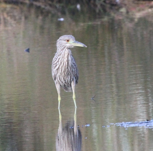 Black-crowned Night Heron photographed in Mississippi