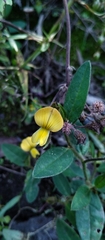 Crotalaria rotundifolia
