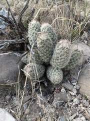 Escobaria tuberculosa