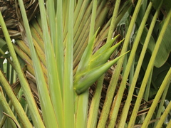 Ravenala madagascariensis