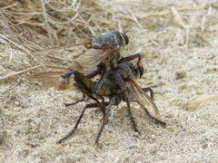 Proctacanthus milbertii