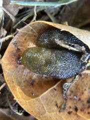 Limacus