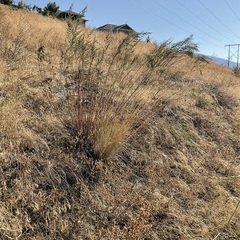 Artemisia dracunculus