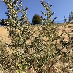 Artemisia dracunculus
