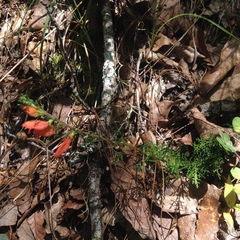 Lamourouxia multifida