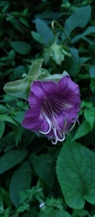 Cobaea scandens