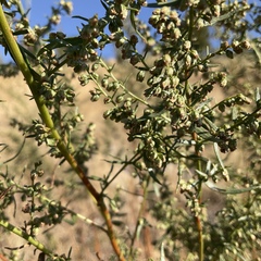 Artemisia dracunculus