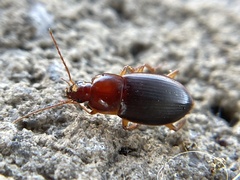 Calathus ruficollis