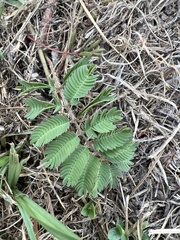 Mimosa strigillosa