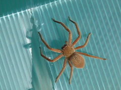 Neosparassus diana