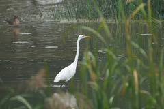 Ardea alba