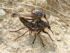 Proctacanthus milbertii