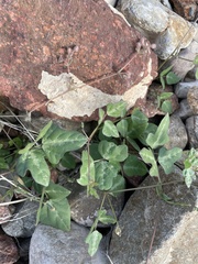 Macroptilium gibbosifolium