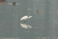 Egretta garzetta