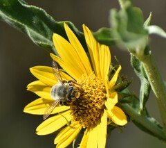 Megachile parallela