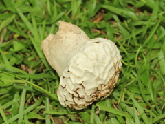 Lycoperdaceae