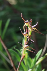 Lyperanthus suaveolens